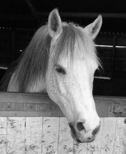 Load image into Gallery viewer, Horse head carving to wood
